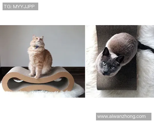 足球明星与他们的宠物狗猫共度快乐时光的温馨故事 足球明星与他们的宠物狗猫共度快乐时光的温馨故事